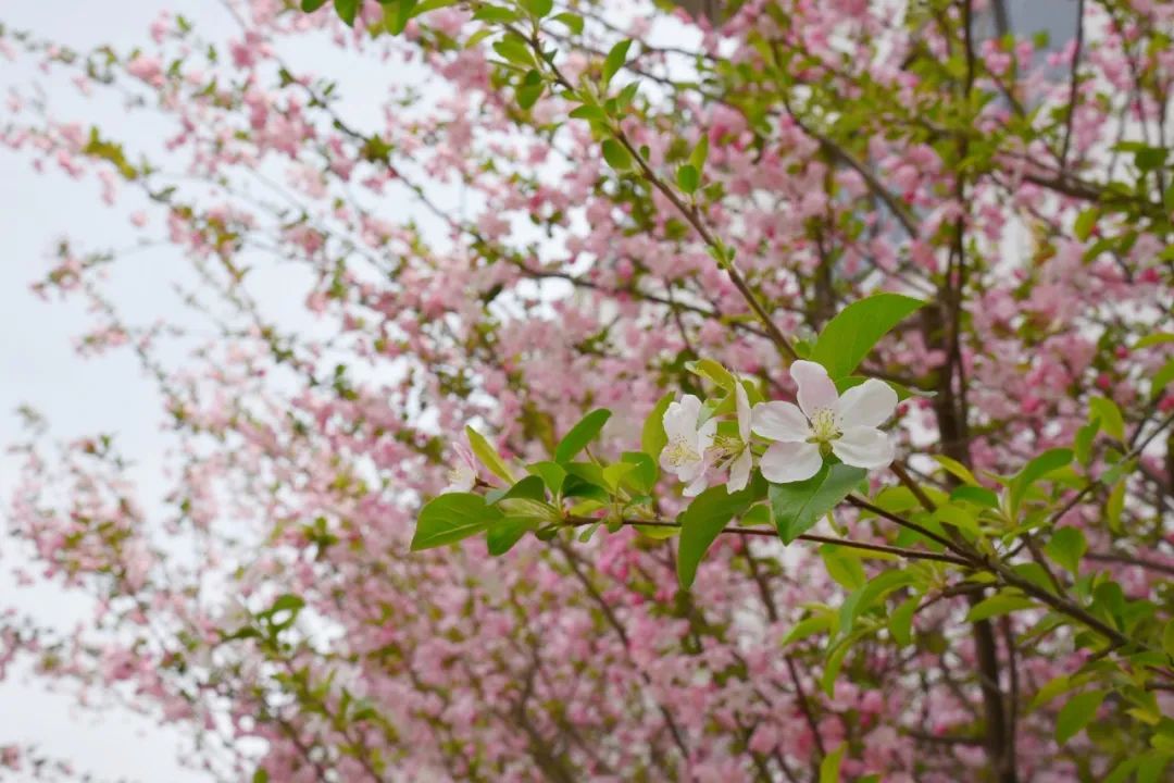 胜日寻芳北美枫情，阳春三月清风又起(图6)